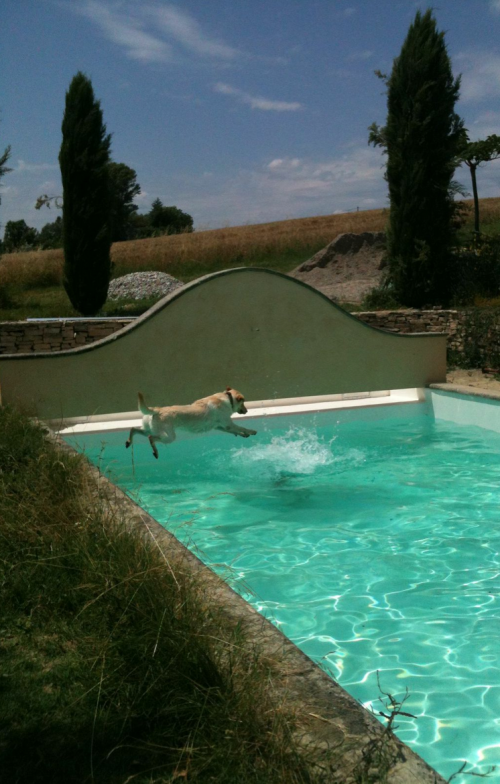 No matter how small or how grand a gesture, showing your character's act of kindness humanizes even the doggiest of us all. Or maybe, rather, it doggifies even the most human of us all. For the record, Sacha, pictured about to save the non-drowning person (in no danger) WOULD Save The Cat. 
